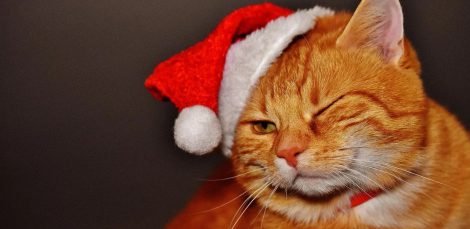 cat wearing santa hat